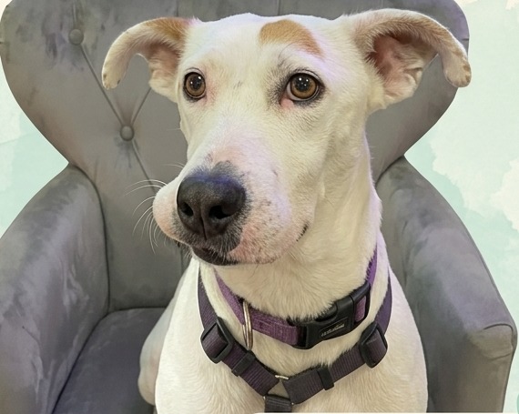 Pecas, en adopción en Woof Miaow