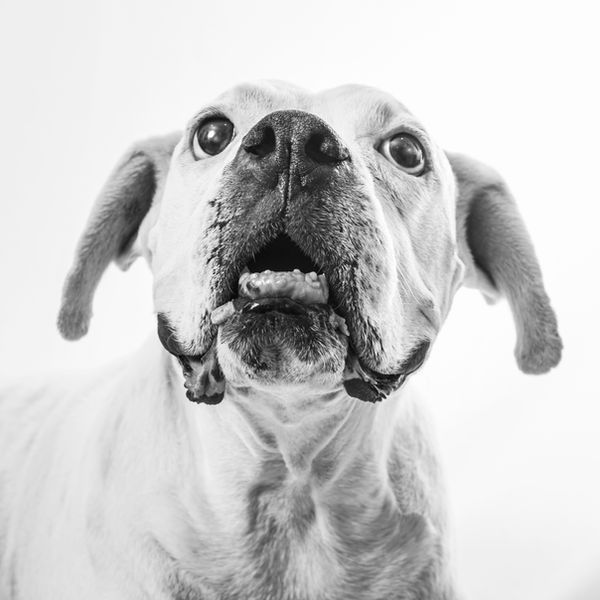 Kazko, cofundador de Woof Miaow