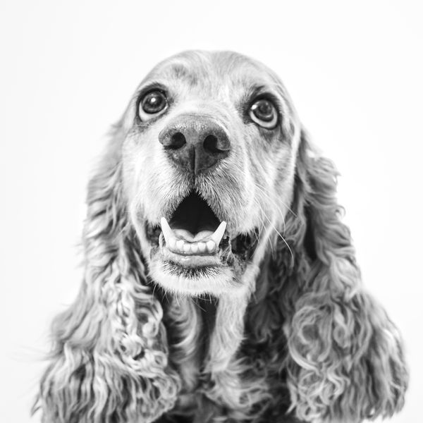 Max, cofundador de Woof Miaow