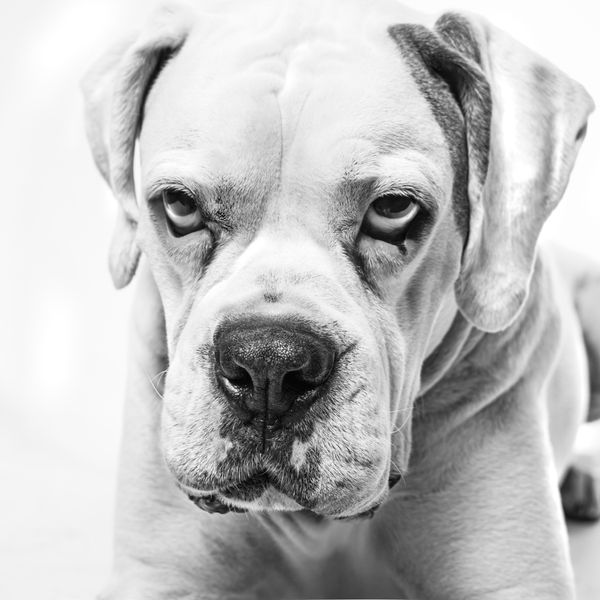 Sansón, cofundador de Woof Miaow