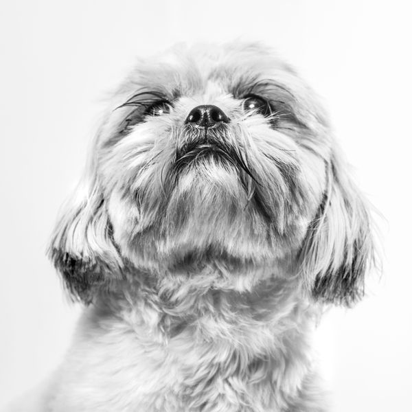 Shanti, cofundador de Woof Miaow