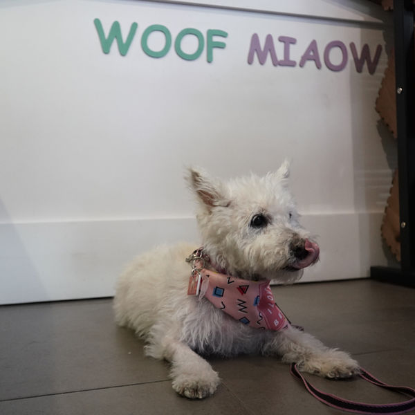 La comunidad Woof Miaow