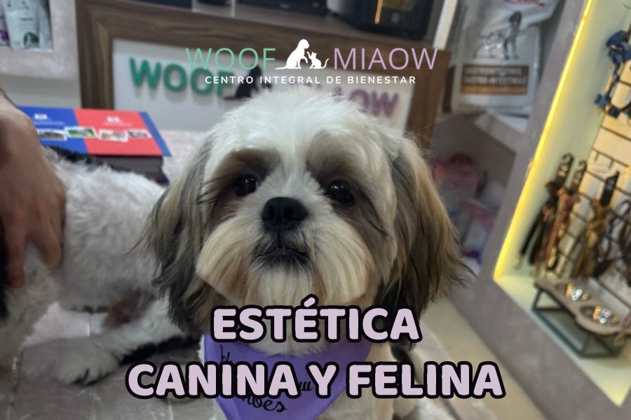 Peludito recién arreglado con su bandana Woof Miaow