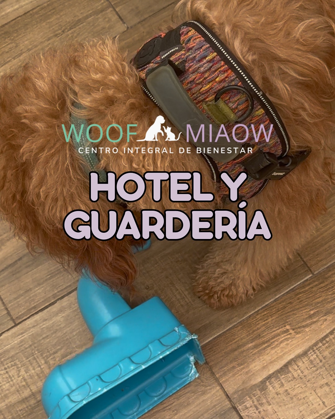 Doodle de la manada con su arnés en el hotel y guardería Woof Miaow
