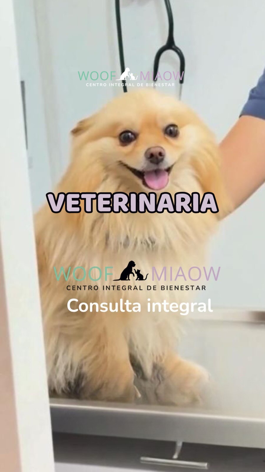 Perrito feliz en su revisión veterinaria