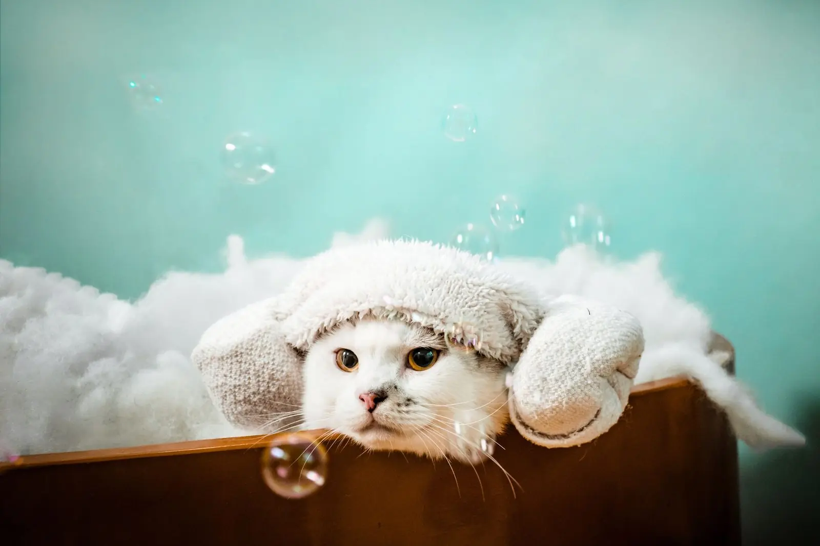 Un gatito blanco con turbante de toalla, entre espuma y burbujas