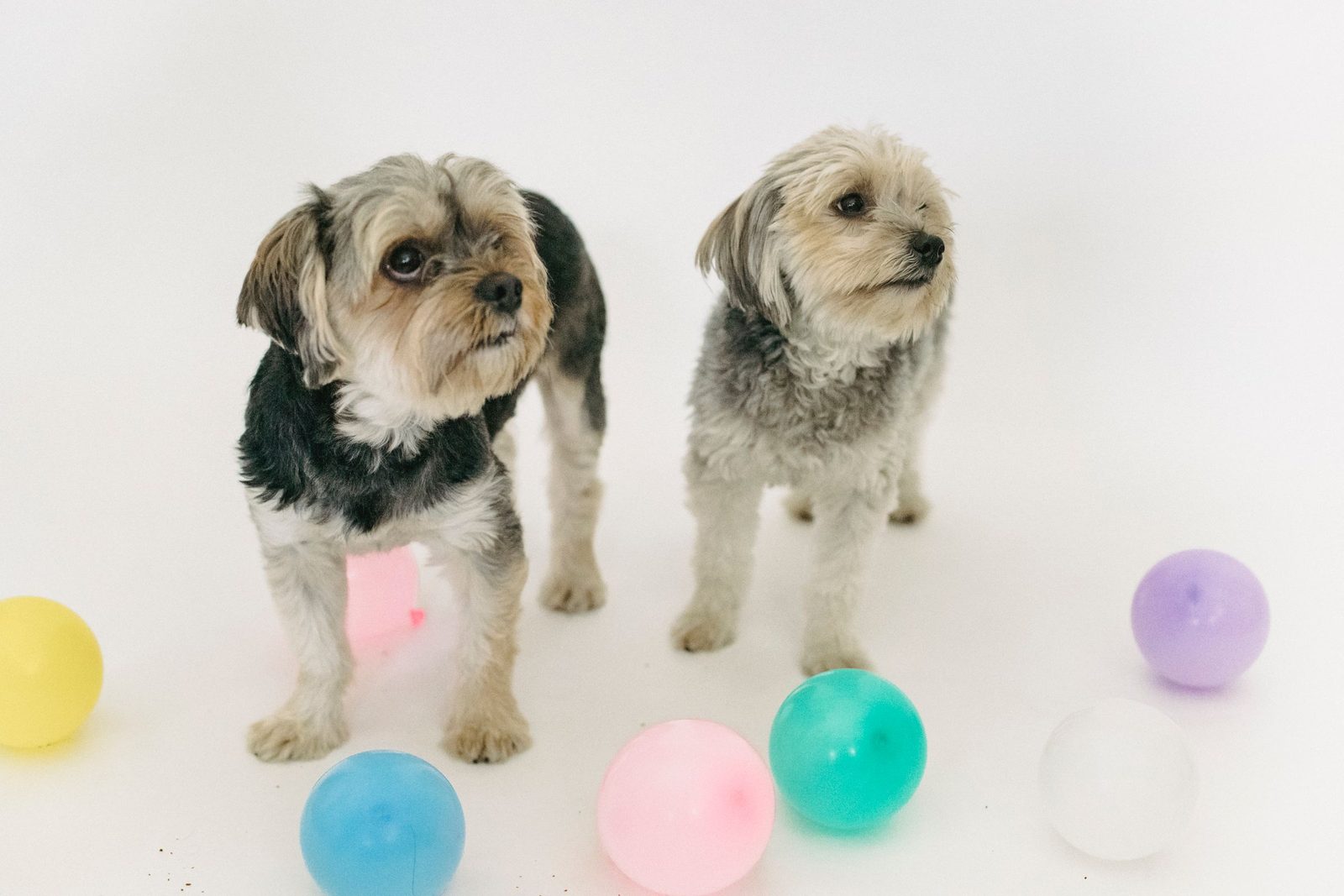 Dos perritos yorkshire, talla chica, entre pelotas de colores
