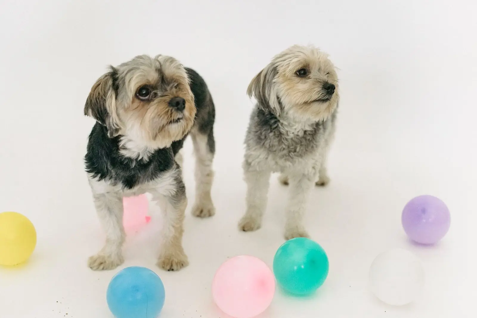 Dos perritos yorkshire, talla chica, entre pelotas de colores